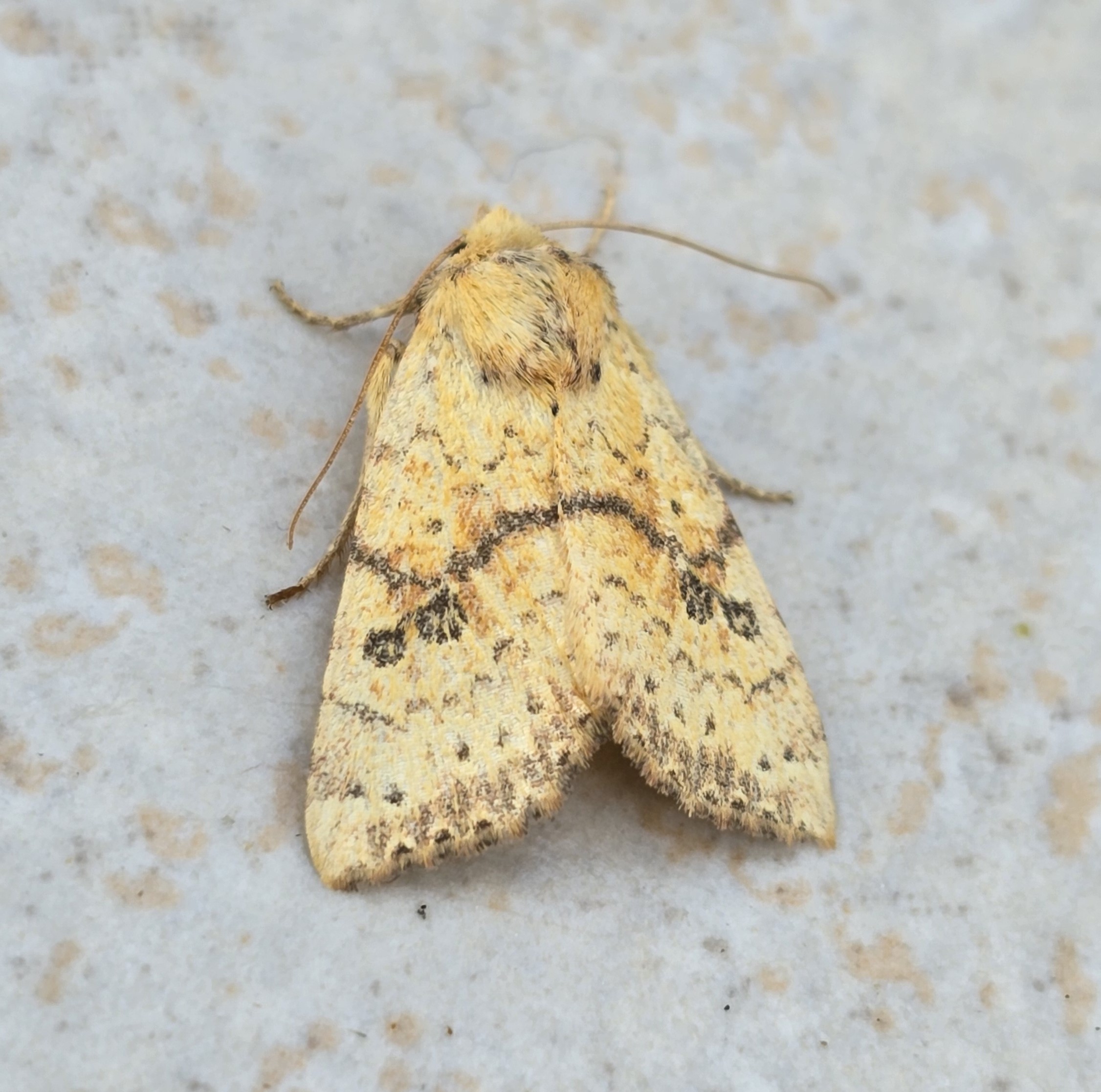 Photo of Tiliacea sulphurago